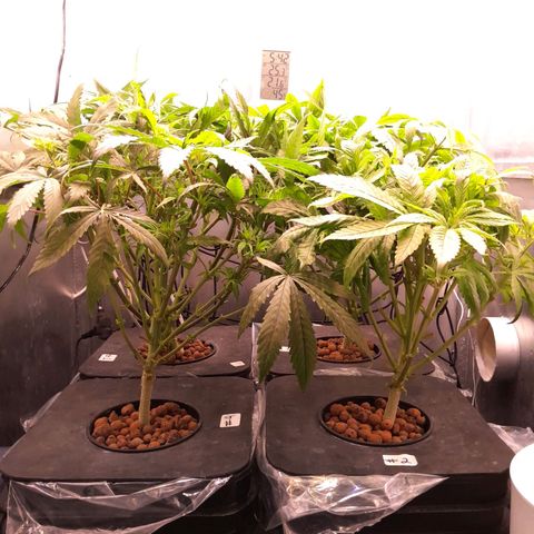 Genetica desconocida  growlog timeline photo