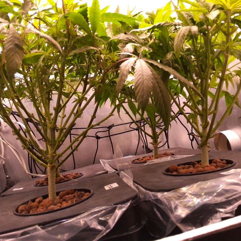 Genetica desconocida  growlog timeline photo