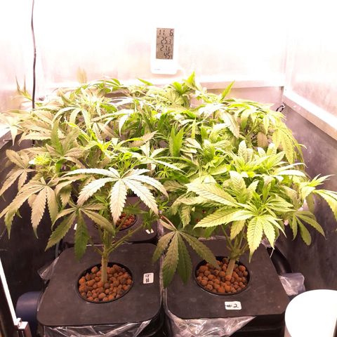 Genetica desconocida  growlog timeline photo