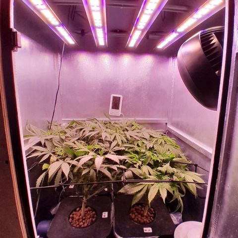 Genetica desconocida  growlog timeline photo