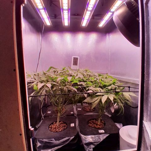 Genetica desconocida  growlog timeline photo