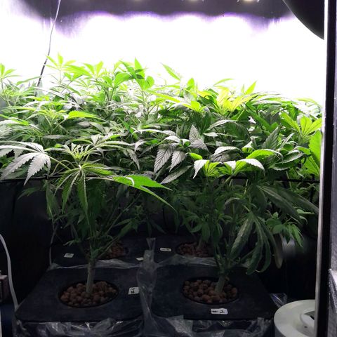 Genetica desconocida  growlog photo: Ajustando VPD