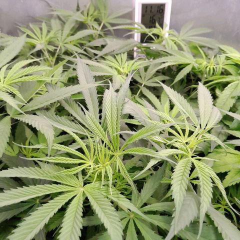Genetica desconocida  growlog photo: Ajustando VPD