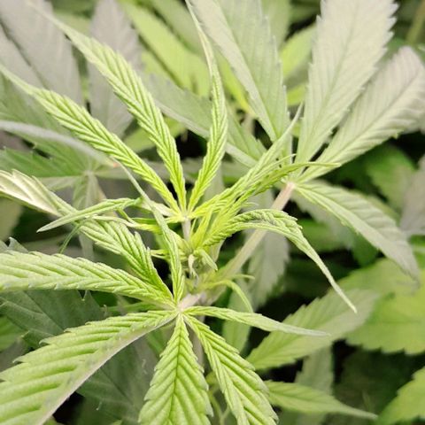 Genetica desconocida  growlog photo: Ajustando VPD