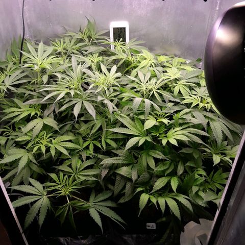 Genetica desconocida  growlog photo: Ajustando VPD