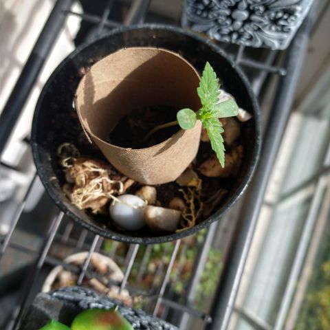 Birthday Cake Kush growlog timeline photo