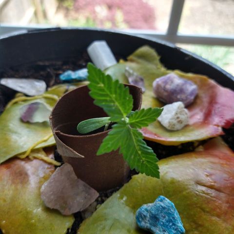 Birthday Cake Kush growlog timeline photo