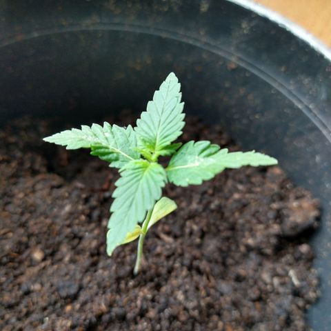 Birthday Cake Kush growlog timeline photo