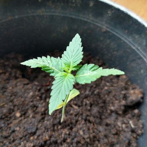 Birthday Cake Kush growlog timeline photo