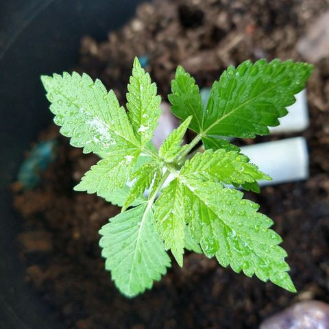 Birthday Cake Kush growlog timeline photo