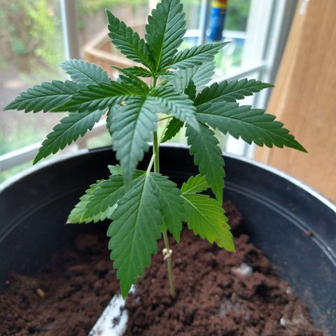 Birthday Cake Kush growlog timeline photo
