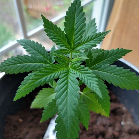 Birthday Cake Kush growlog timeline photo