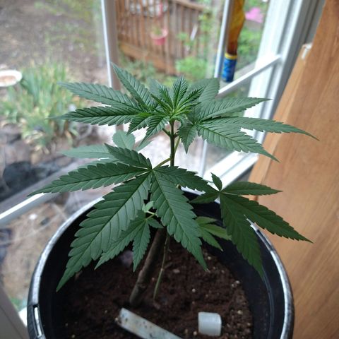 Birthday Cake Kush growlog timeline photo