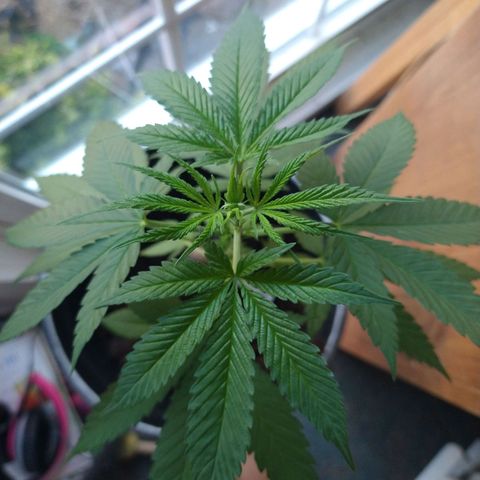 Birthday Cake Kush growlog timeline photo