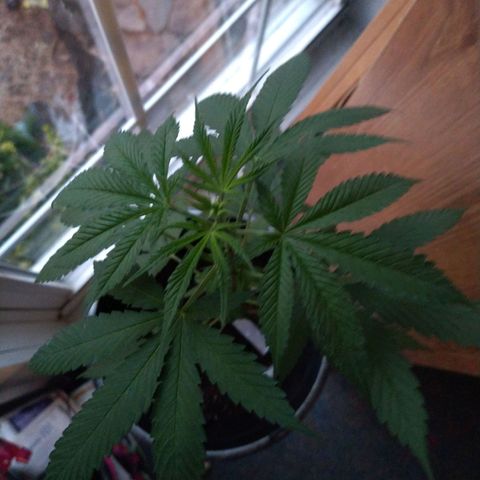 Birthday Cake Kush growlog timeline photo