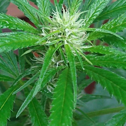 Birthday Cake Kush growlog timeline photo