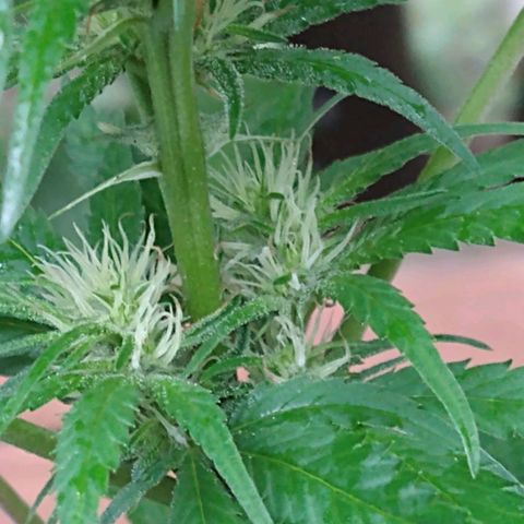 Birthday Cake Kush growlog timeline photo