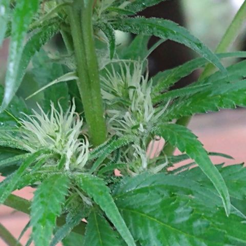 Birthday Cake Kush growlog timeline photo