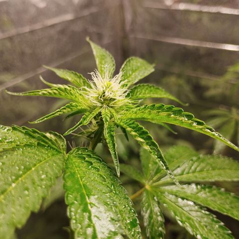 Cherry OG x Tropicana Punch growlog timeline photo