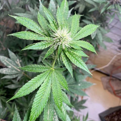 Cherry OG x Tropicana Punch growlog timeline photo