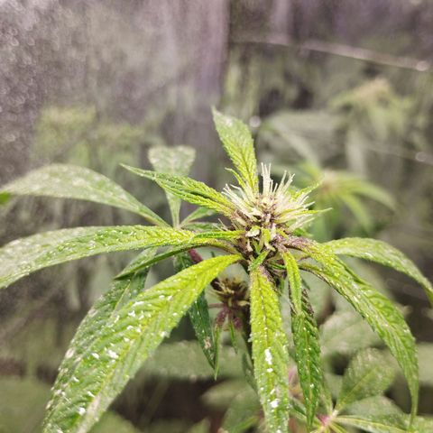 Cherry OG x Tropicana Punch growlog timeline photo