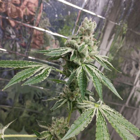 Cherry OG x Tropicana Punch growlog timeline photo