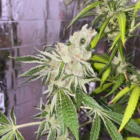 Cherry OG x Tropicana Punch growlog timeline photo