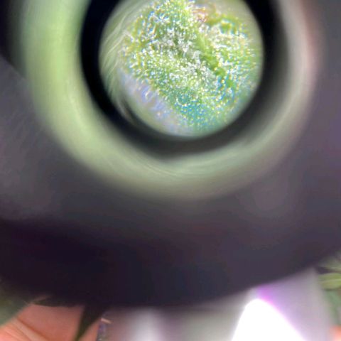 Cherry OG x Tropicana Punch growlog timeline photo