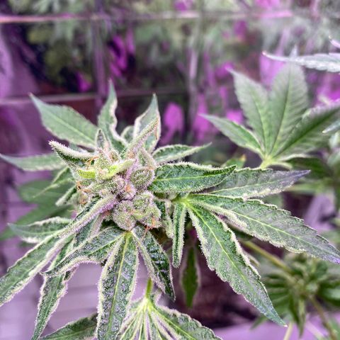 Cherry OG x Tropicana Punch growlog timeline photo