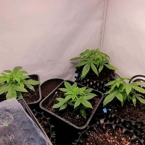 Northern lights growlog timeline photo