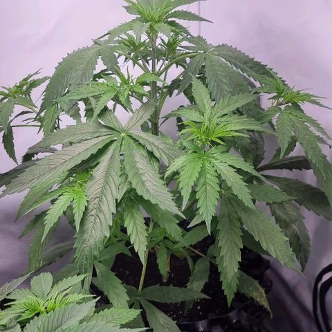 Northern lights growlog timeline photo