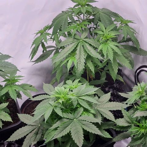 Northern lights growlog timeline photo