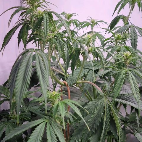 Northern lights growlog timeline photo