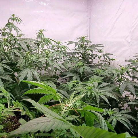 Northern lights growlog timeline photo