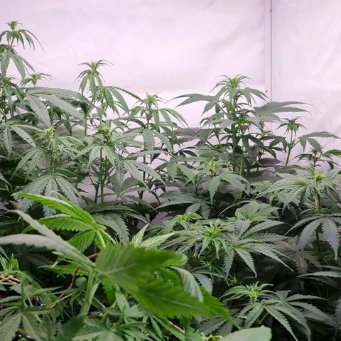 Northern lights growlog timeline photo