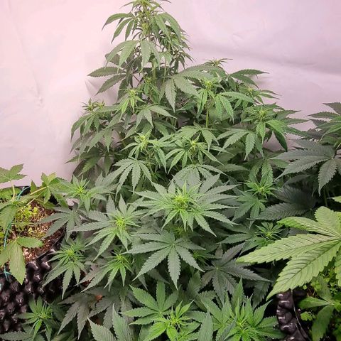Northern lights growlog timeline photo