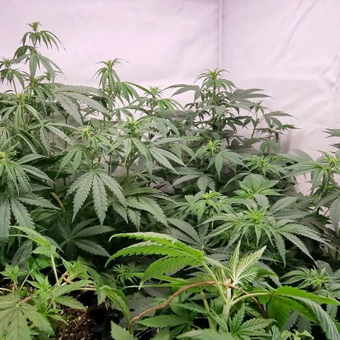 Northern lights growlog timeline photo