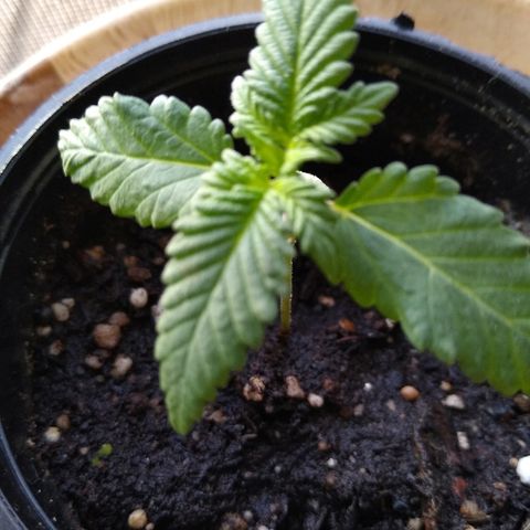 Super Mug growlog timeline photo