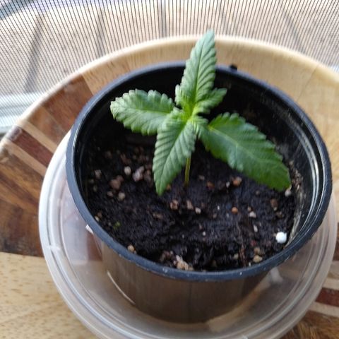 Super Mug growlog timeline photo