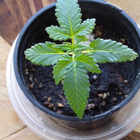 Super Mug growlog timeline photo