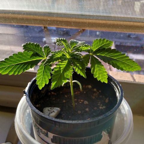 Super Mug growlog timeline photo