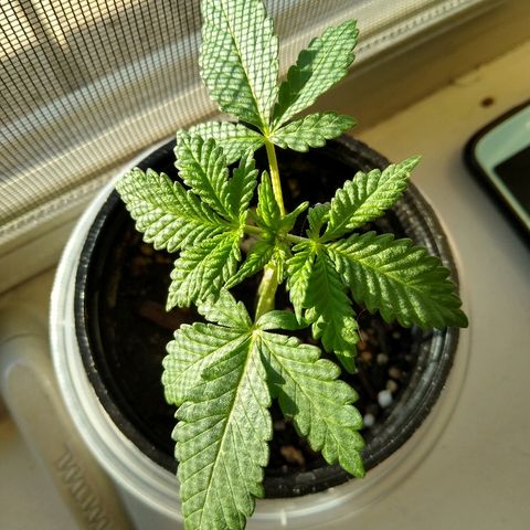 Super Mug growlog timeline photo