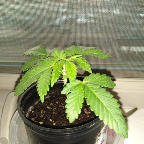 Super Mug growlog timeline photo