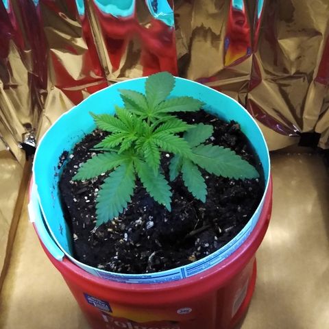 Super Mug growlog photo: New pot