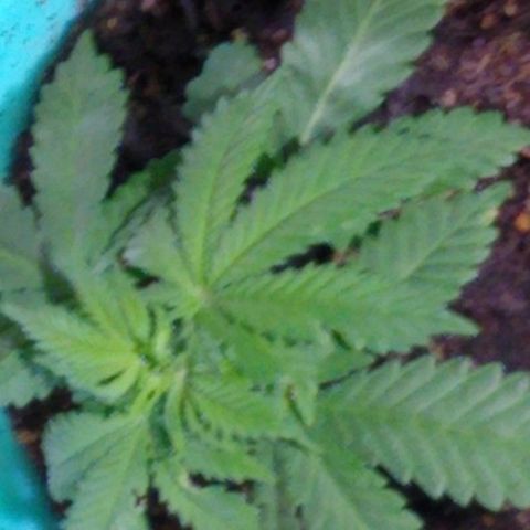 Super Mug growlog timeline photo