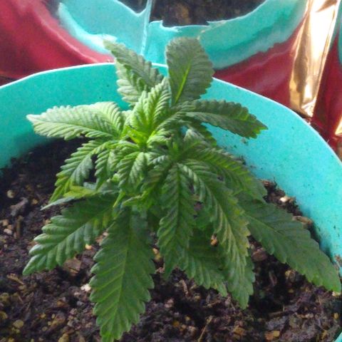 Super Mug growlog timeline photo