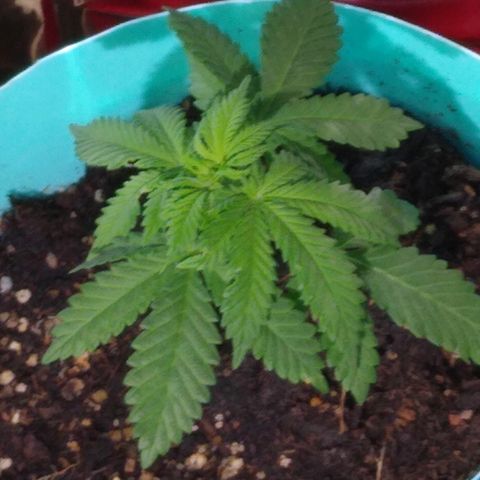 Super Mug growlog photo: Yum yum