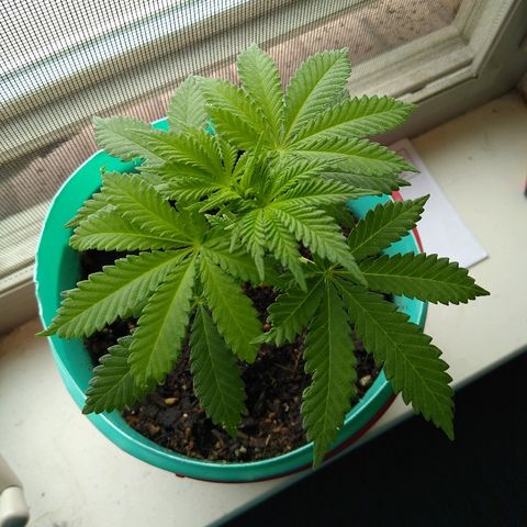 Super Mug growlog photo: BEAUTIFUL