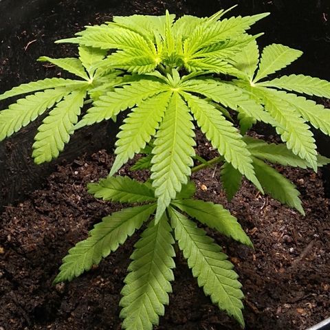 Super Mug growlog photo: Final transplant