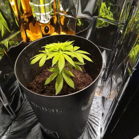 Super Mug growlog timeline photo